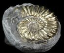 Pyritized Pleuroceras Ammonite - Germany #42746-2